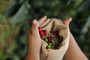 Promocionan  Circuito del  Café