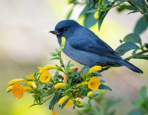 Fundación Alada realizará tercera edición del  Panama Bird Festival