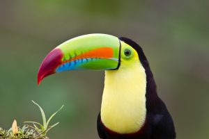 Declararán  al barrio de El  Cangrejo: “Comunidad amigable con las aves  y los árboles”