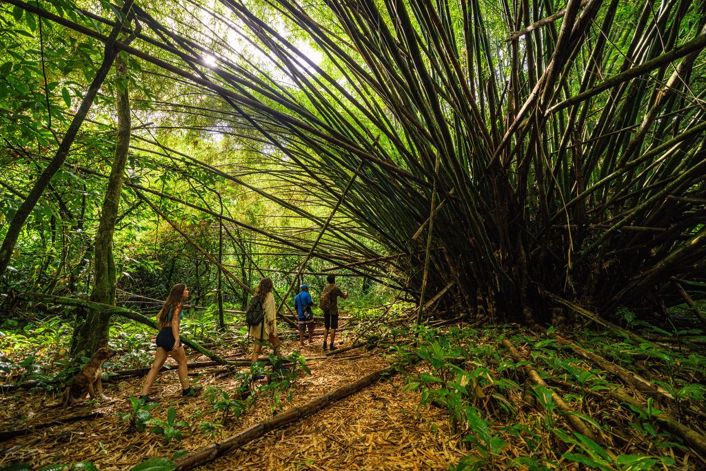 <strong>¡Despierta tu espíritu aventurero! Participa en el concurso de turismo comunitario en Panamá y crea experiencias innovadoras.</strong> “/></a></div><div class=