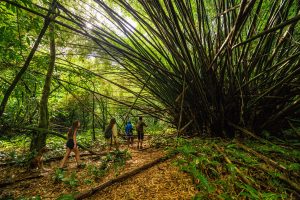 <strong>¡Despierta tu espíritu aventurero! Participa en el concurso de turismo comunitario en Panamá y crea experiencias innovadoras.</strong> «/></a></div><div class=