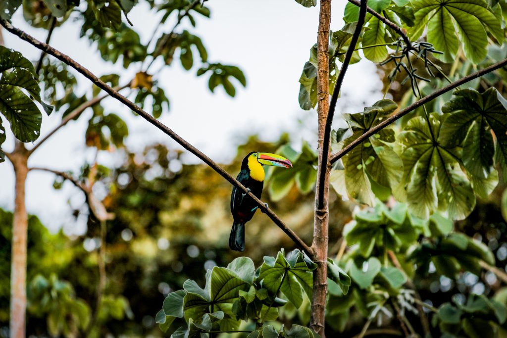 Panamá tendrá por primera vez a través del Fondo de promoción turística- Promtur, una delegación oficial en Global Bird Fair, la feria de observadores de aves más grande e importante del mundo en Rutland, Inglaterra, del 11 al 13 de julio.